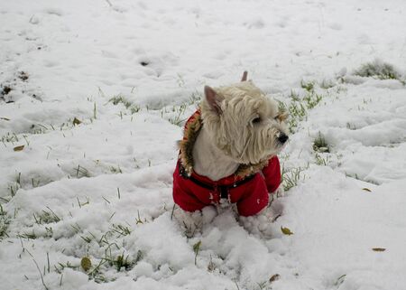 A white dog in red clothes walks in the park in the snow. Jumpsuit for dogs. Favorite petの写真素材