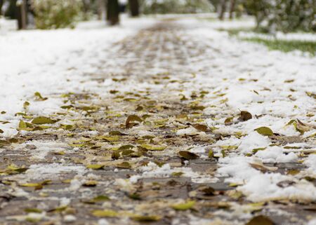 The first snow and yellow leaves lie on the sidewalk in the fall. Cloudy weather after snow. Fall foliage in the fall.の写真素材
