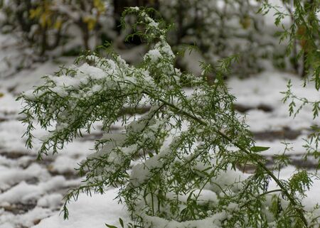 white garden flower. beautiful bush in the garden. Springの写真素材