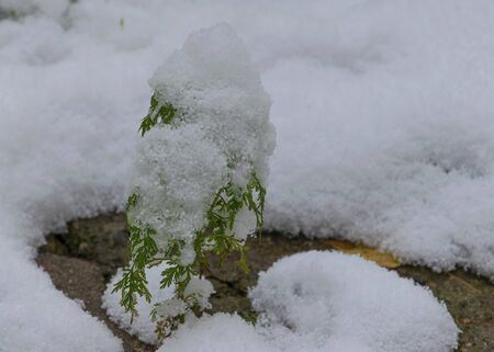 white garden flower. beautiful bush in the garden. Springの写真素材