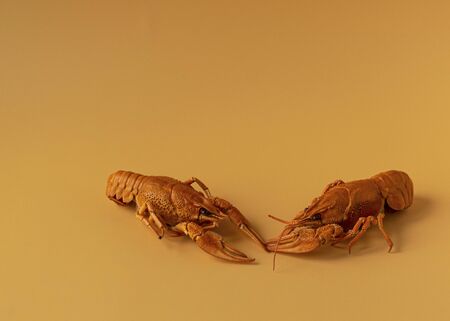 Red boiled cancer on an orange background. Beer snack. Fresh seafood. Two cancers.の写真素材