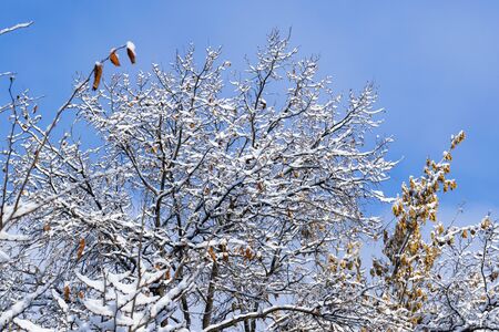 Tree branches in the snow in the city under the windows of houses in a snowy winter on a sunny day. Winter in the city.
の写真素材