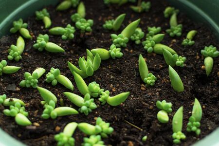 Sedum morganianum or sedum is a simple succulent. Potted houseplant, young shoots, planting in the ground.の写真素材