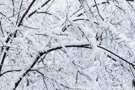Tree branches in the snow in winter against the background of the serogoneb. Snowfall in cold winter.の写真素材