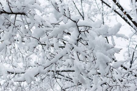 Tree branches in the snow in winter against the background of the serogoneb. Snowfall in cold winter.の写真素材