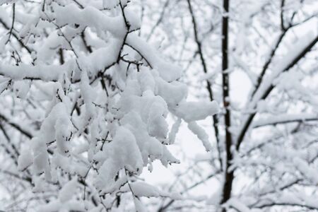 Tree branches in the snow in winter against the background of the serogoneb. Snowfall in cold winter.の写真素材