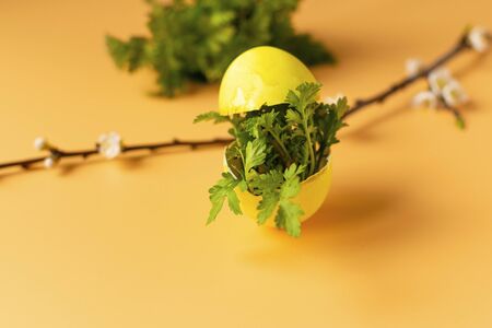 Colored eggs with spring green grass and flowering tree branch on an orange background. Easter holiday, family traditions. Easter eggsの写真素材