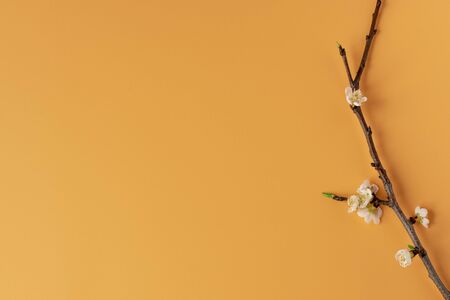 Blooming tree branch on an orange background. Spring flowers. Bud and flower. Easter, springの写真素材