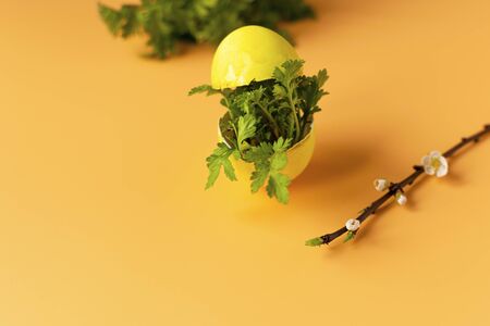 Colored eggs with spring green grass and flowering tree branch on an orange background. Easter holiday, family traditions. Easter eggsの写真素材