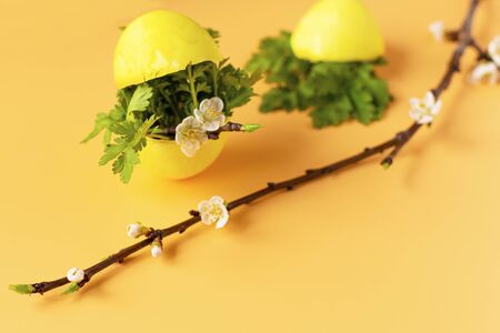 Colored eggs with spring green grass and flowering tree branch on an orange background. Easter holiday, family traditions. Easter eggsの写真素材