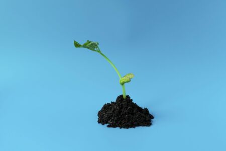 Young green sprout in the ground on a blue background. Seedling of seeds. The growth of new life....