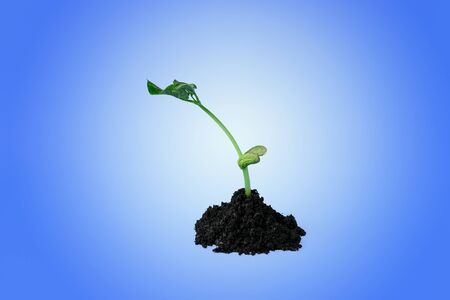 Young green sprout in the ground on a blue background. Seedling of seeds. The growth of new lifeの写真素材