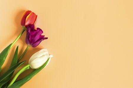 Bouquet of tulips on an orange background. Concept mother's day, easter, spring, love, postcard
の写真素材