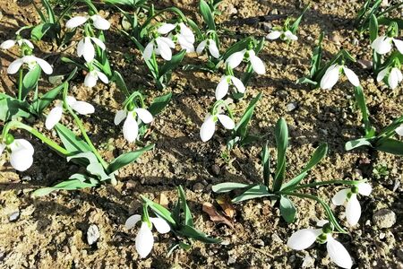 The first spring wildflowers. White snowdrops in the garden, in the meadow
の写真素材