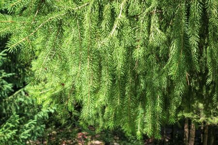 Green branches of spruce. Coniferous tree grows in the mountains. Background of fir branches.の写真素材
