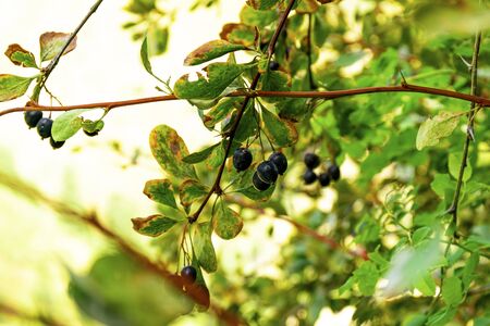 Barberry grows in the mountains. Blue barberry. Shrub with berriesの写真素材