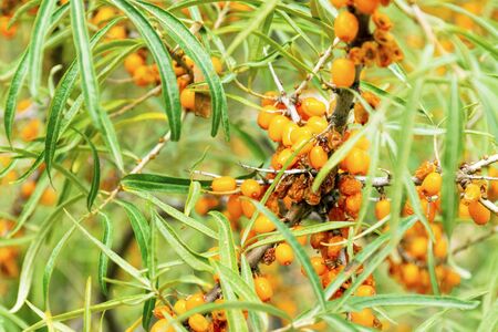 The berries of ripe orange sea buckthorn grows in the mountains. Shrub in sea buckthorn berries. Ethnoscienceの写真素材