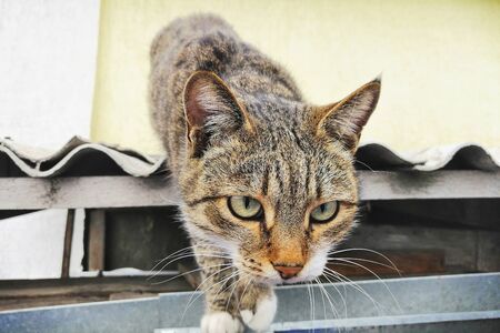 Fluffy cat walks down the street. The cat on the roof. Petの写真素材