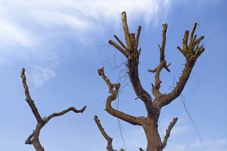 Silhouette of tree branches on a background of blue sky with clouds. Environment protection.の写真素材
