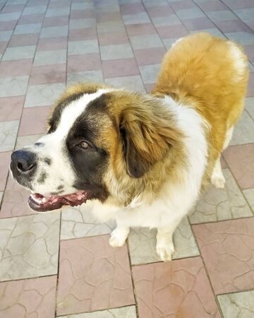 Moscow guard dog brown color. Pet. Fluffy and beautiful dog.の写真素材