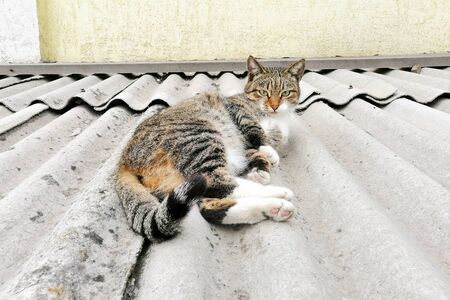 Fluffy cat walks down the street. The cat on the roof. Petの写真素材