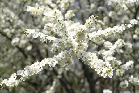 A tree blooms in spring with white flowers. Spring flowering. A tree branch on a background of blue...