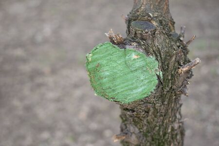 Pruning trees in the park. Trimming dry branches. He sawed branches of a tree, smeared with green...