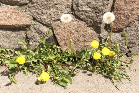 Yellow dandelions. Flowers grew from asphalt and concrete. Life among the stonesの写真素材