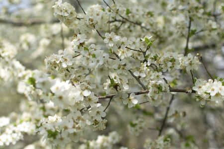 A tree blooms in spring with white flowers. Spring flowering. A tree branch on a background of blue woodの写真素材