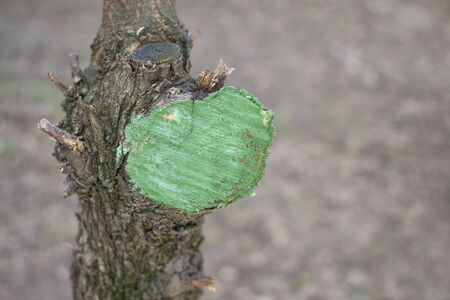 Pruning trees in the park. Trimming dry branches. He sawed branches of a tree, smeared with green paintの写真素材