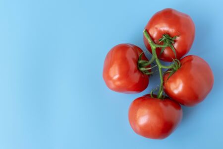 Red tomatoes on a twig on a blue background. Vegetables from the garden. Vegetarian food.の写真素材