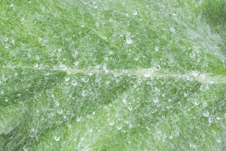 Green leaves and drops of water are used for natural background.の写真素材