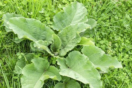 Green leaf burdock. Medicinal plant burdock. Closeup