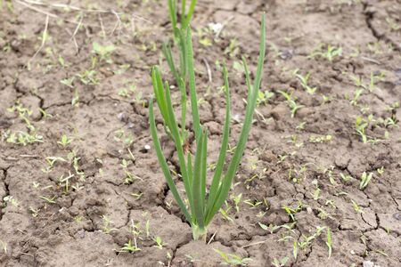 Onion plantation in the garden. Agriculture on the farmの写真素材
