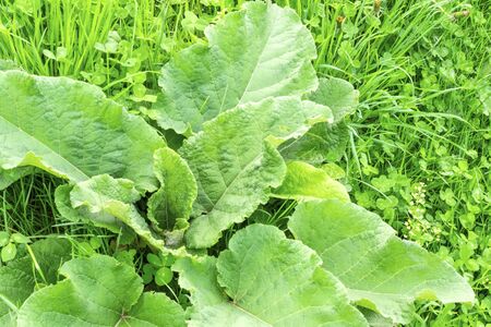 Green leaf burdock. Medicinal plant burdock. Closeupの写真素材