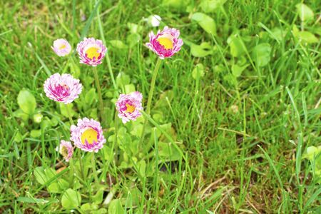 Flower, blooming pink daisy. Perennial plant for the garden.の写真素材