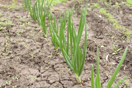 Onion plantation in the garden. Agriculture on the farmの写真素材