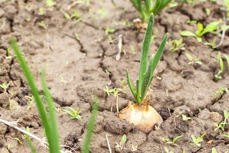 Onion plantation in the garden. Agriculture on the farmの写真素材