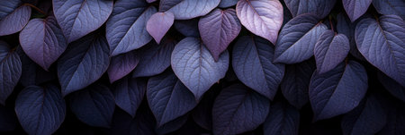 Purple leaves for backgrounds or wallpapers and designs. Purple nature background. The dark background adds a sense of depth and contrast to the sceneの素材