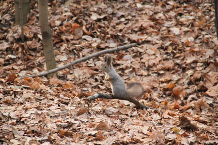 Squirrel in autumn forestの写真素材