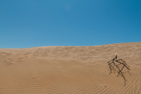 Tree branch on the sand on a sky background.Stick on dunesの写真素材