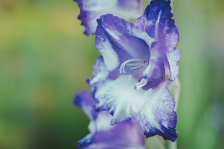 Gladiolus sword lily violet gladiolus flower. Gladiolus Latin gladius, a sword in the iris family Iridaceae . Joy of the farmer. The flower garden.Close-up with blur.の写真素材