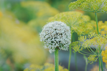 Onion flower.Allium is the Latin word for garlic.Dill in the background. The flower garden.Close-up...