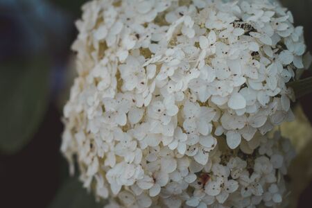 White hydrangea common names hydrangea or hortensia . Joy of the farmer. The flower garden.