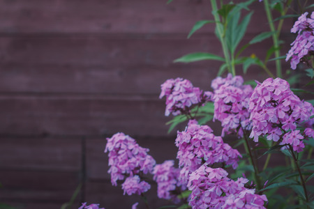 Phlox paniculata Garden phlox in bloom. Purple, violet and pink flower in the garden. Close-up with...