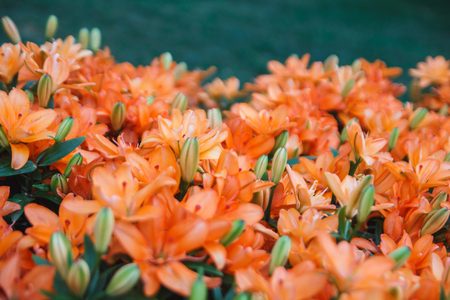 Orange lily flowers background. Full blooming of deep red asiatic lily in summer flower garden. Bright red and green and beautiful asiatic lilies background.の写真素材