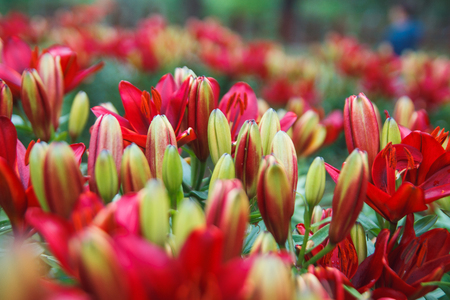 Red lily flowers background. Full blooming of deep red asiatic lily in summer flower garden. Bright red and green and beautiful asiatic lilies background.の写真素材