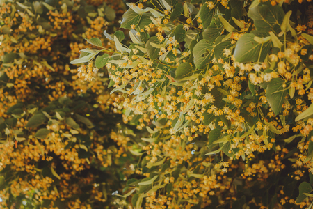 Blooming linden, lime tree in bloom. Cool tint for a social network.の写真素材