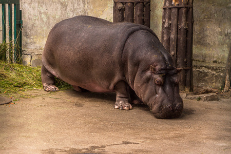 Great hippo in the Riga Zoo.の写真素材