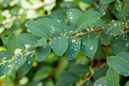 Water drops on green leaf. Close-up. Dew after rain. Rain drop on leaf nature texture background. Rainy seasonの写真素材